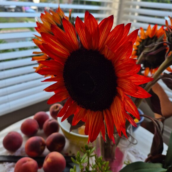 NOT SELLING - Picture 1 of 1